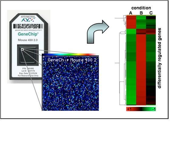 GeneChip Microarray System